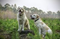 Urlaub mit Hund im Nadelwald (Labradore)